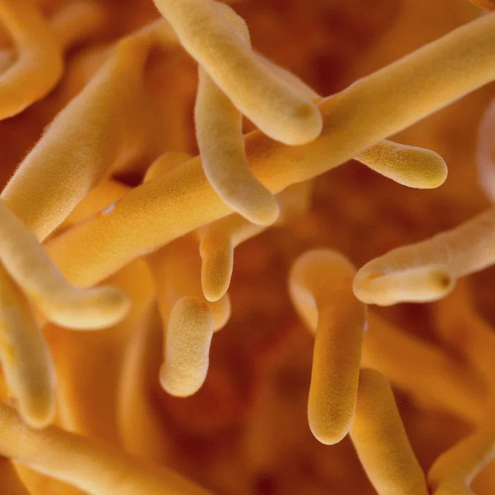 Performance: Cordyceps Capsules (Energy)