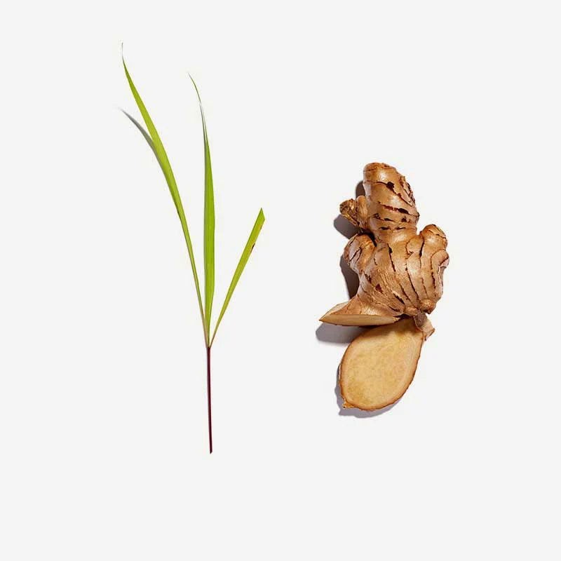 Lemongrass & Ginger Pyramid Tea Bags